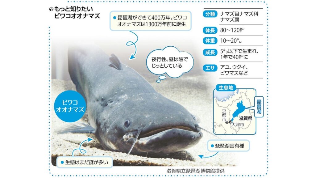 [ニュース] 「湖の主」激情の美食家…滋賀県立琵琶湖博物館・ビワコオオナマズ