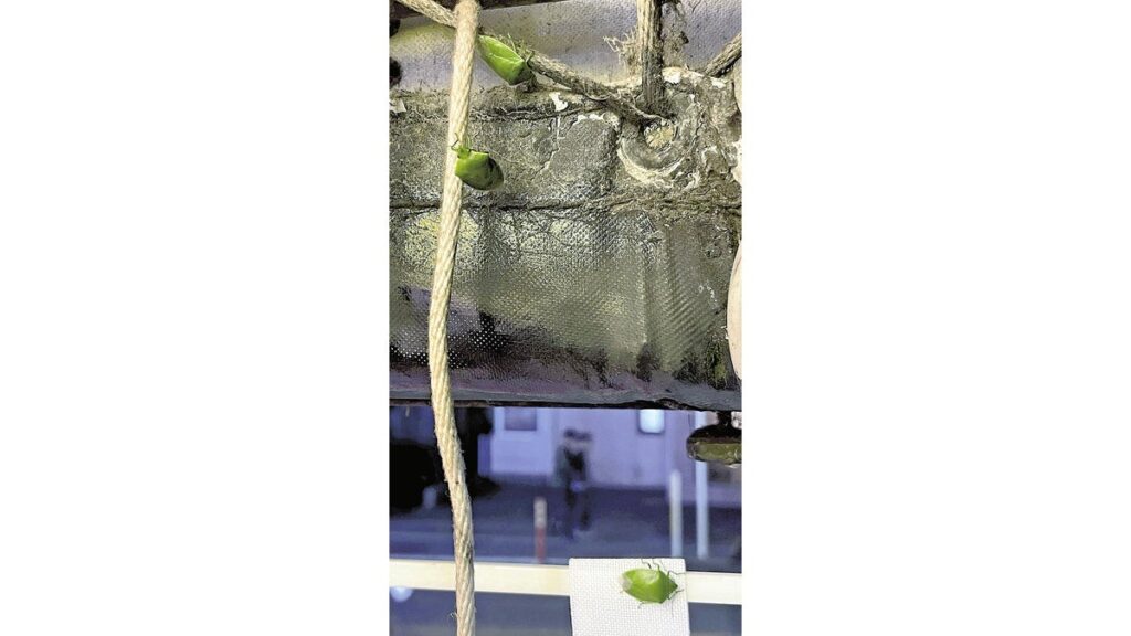 [ニュース] 早くも都市部にカメムシ急増「殺虫剤まいてもお手上げ」…昨年の大発生後に多くが越冬、秋にもまた飛来か