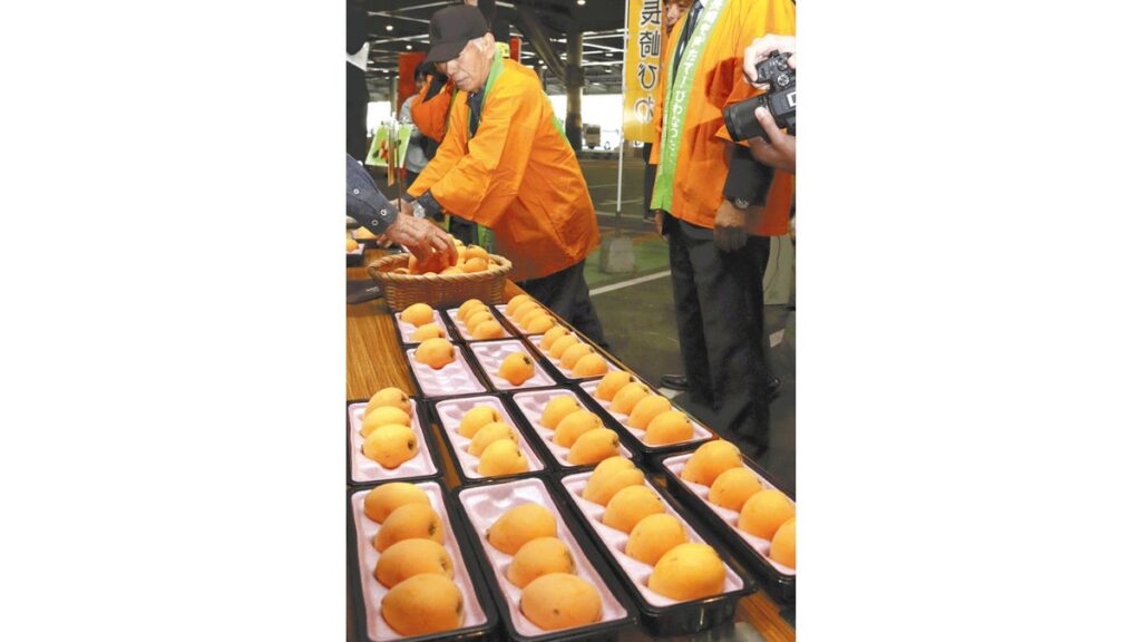 [ニュース] 初夏の訪れ告げる味覚、長崎市の「ビワ」出荷始まる…「形も味も良くできている」