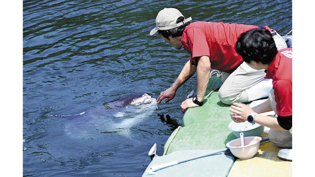 [ニュース] 「特徴ある泳ぎ」イルカ水路に悠々マンボウ…かごしま水族館で期間限定展示