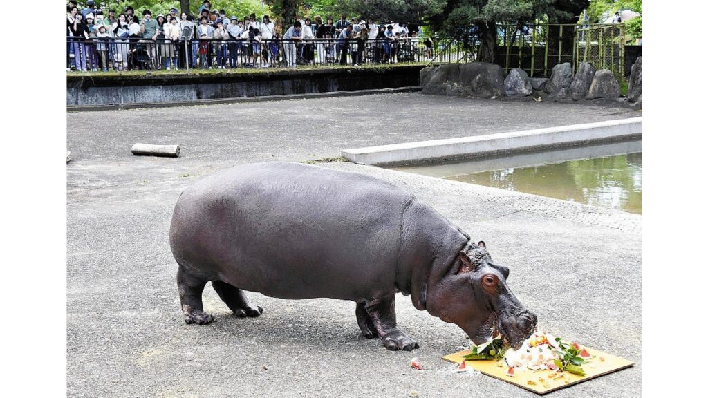 [ニュース] カバの「ソラ」１２歳、４０センチのケーキ５分でペロリ…熊本市動植物園で親子連れらが誕生日ソング