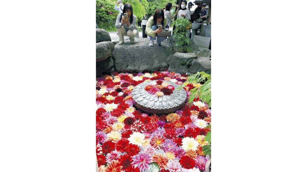 [ニュース] 鮮やかなダリアが水面を飾る麗しの「華の池」…奈良・明日香村の岡寺