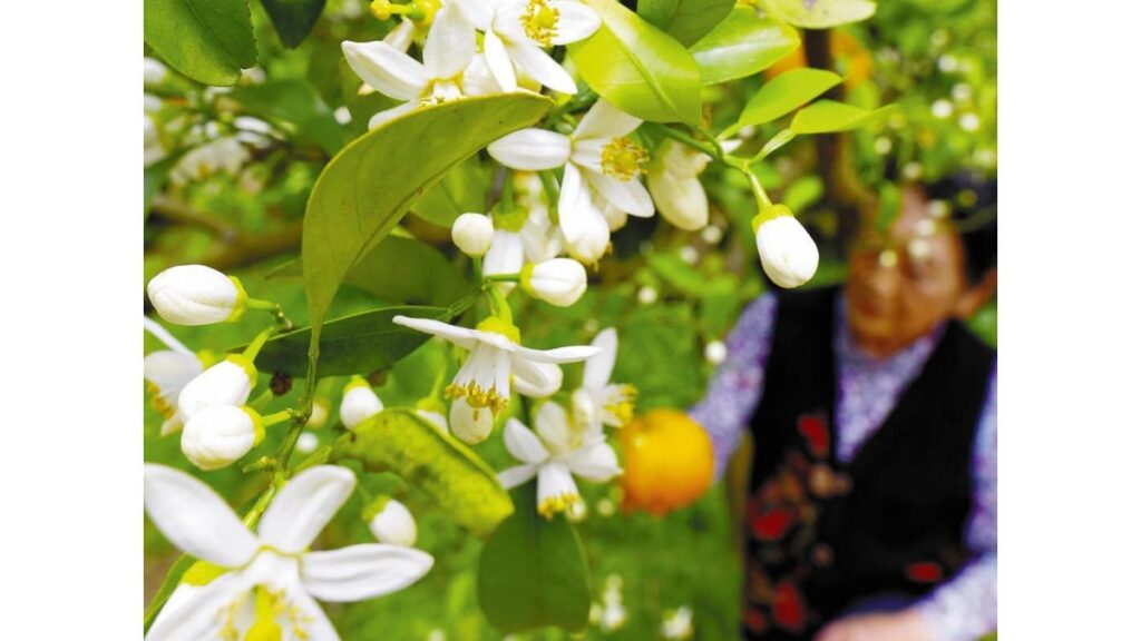 [ニュース] 夏みかんの花、甘い香り…山口県萩市「かんきつ公園」
