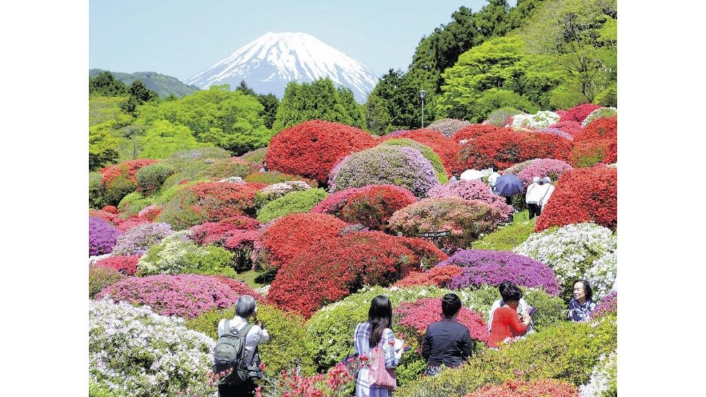 [社会] 富士を背に鮮やかツツジ、元箱根「山のホテル」…古品種の江戸キリシマなど３０００株