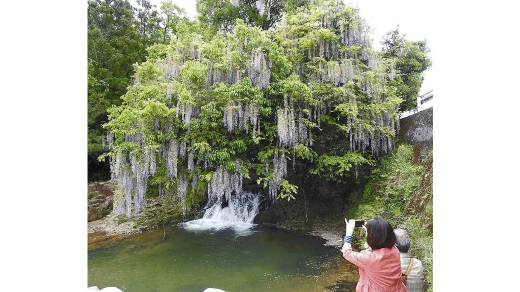 [ニュース] 川岸に咲く「一貫野の藤」が見頃、見物客「見事な景観に心を奪われた」…山口市