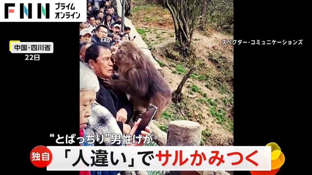 “人違い”でとばっちり！サルが男性にかみつく　お尻をタッチしたのは隣にいた観光客　中国・四川省
