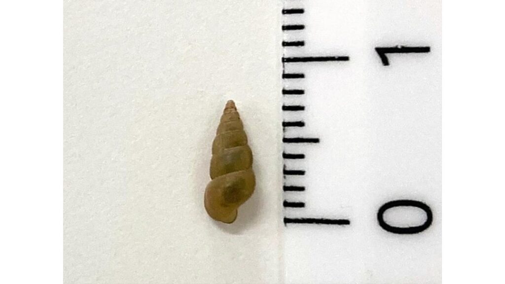 [本のニュース・話題] 嫁ぐ時は「棺おけを背負って」…「日本住血吸虫症」との闘い追った「死の貝」が文庫で復刊