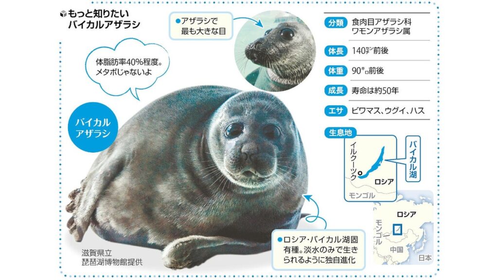 [ニュース] たっぷり脂肪で耐寒…琵琶湖博物館バイカルアザラシはビビり男子