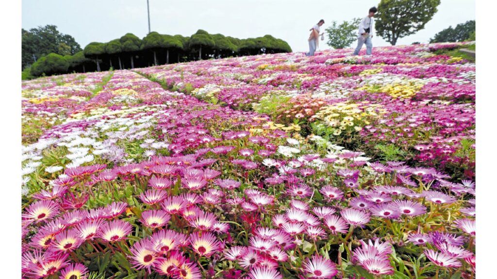 [ニュース] 福岡市・能古島に「リビングストンデージー」３万株咲き誇る…日光で開花・夜はつぼみに