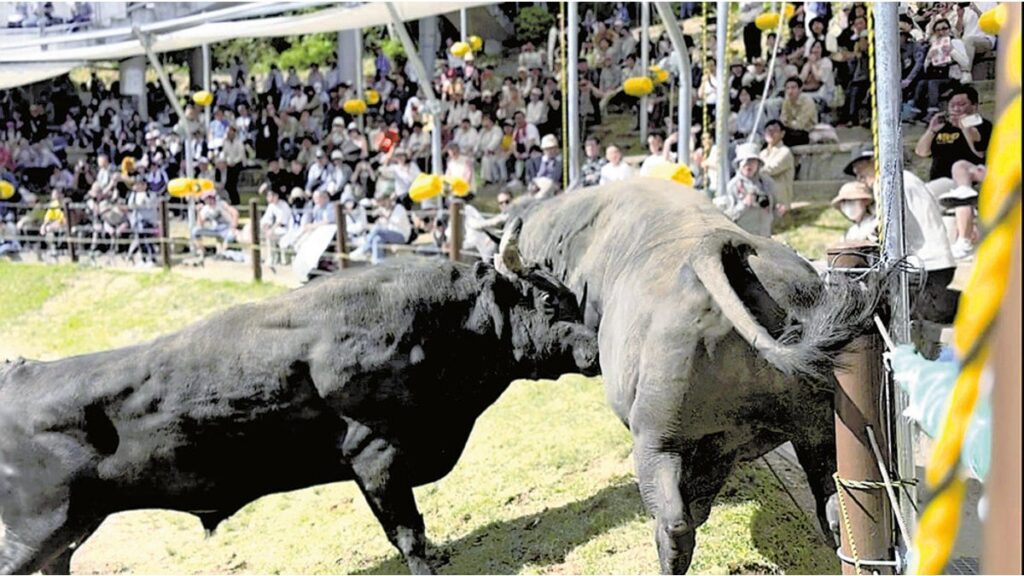 [社会] 牛の角突き初場所、頭をぶつけてゴツンゴツン…新潟・山古志