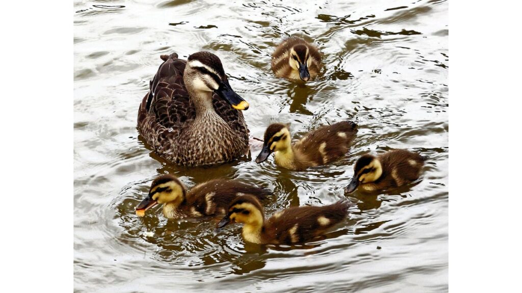 [ニュース] カルガモの親子、公園の池を仲良くすいすい…６羽のひな確認「日々成長する姿楽しんで」