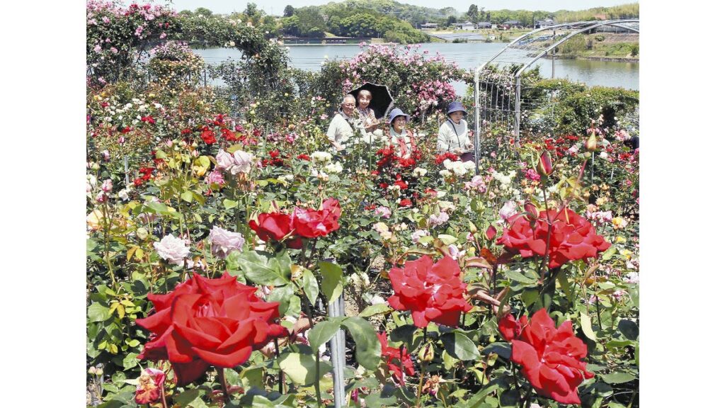 [ニュース] 赤・ピンク・黄色のバラ１００種類２５００株、甘い香りとともに…大分県宇佐市の千財農園