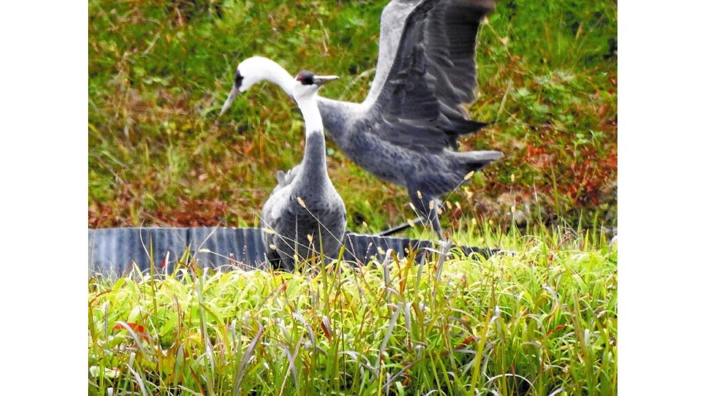 [ニュース] 越冬ナベヅルが５年ぶりに１桁台、なぜ来ない？…山口県の八代盆地で回復に向け習性など調査続く