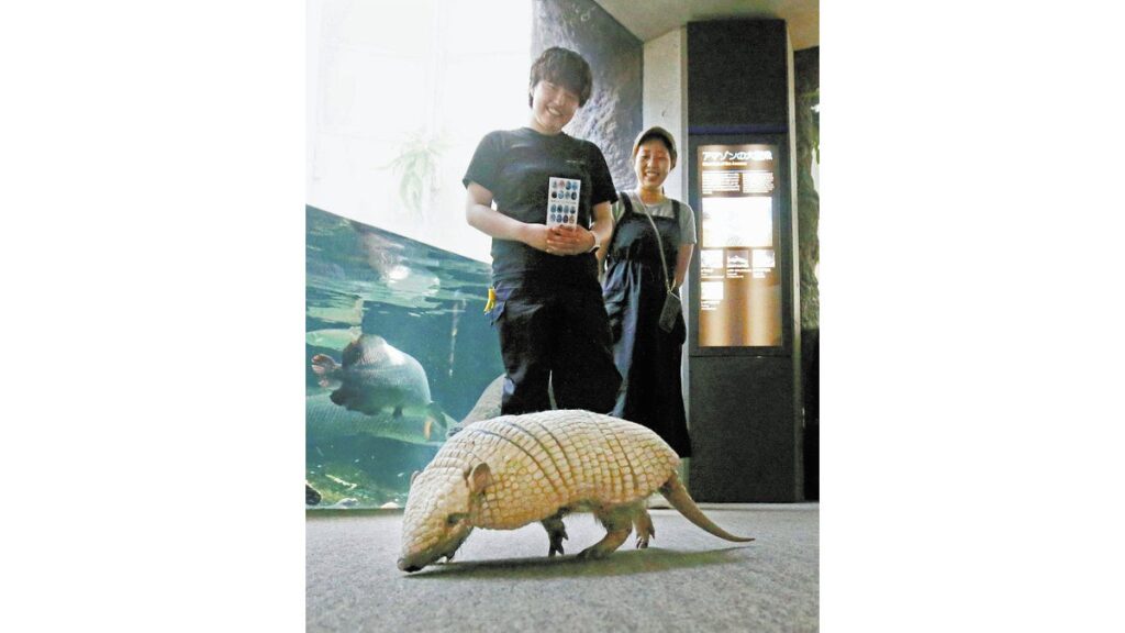 [ニュース] アルマジロがお散歩、水族館に訪れた客の前をトコトコ…大分市の「うみたまご」