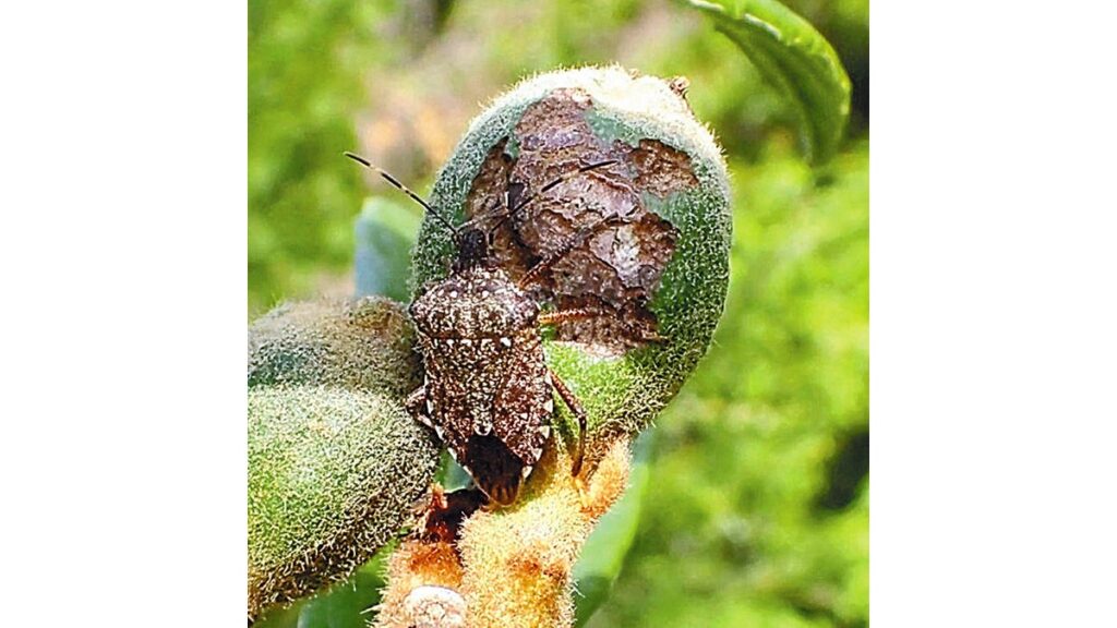 [ニュース] 厄介者「カメムシ」山口県で大量発生の兆候…越冬数は過去１０年で最多、農作物への被害懸念