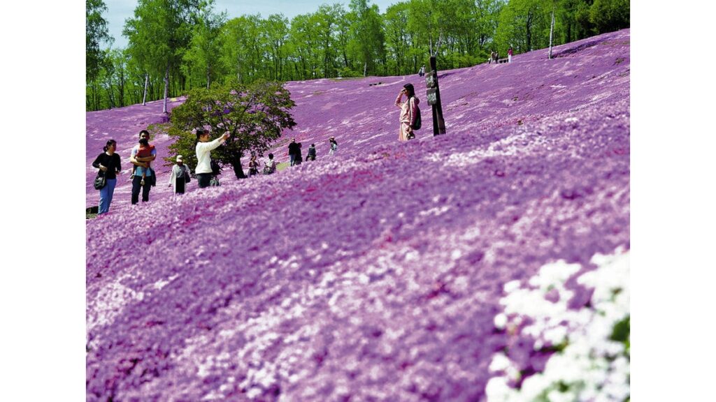 [ニュース] 一面ピンク色の世界 滝上でシバザクラが見頃 ヘリコプター遊覧飛行も