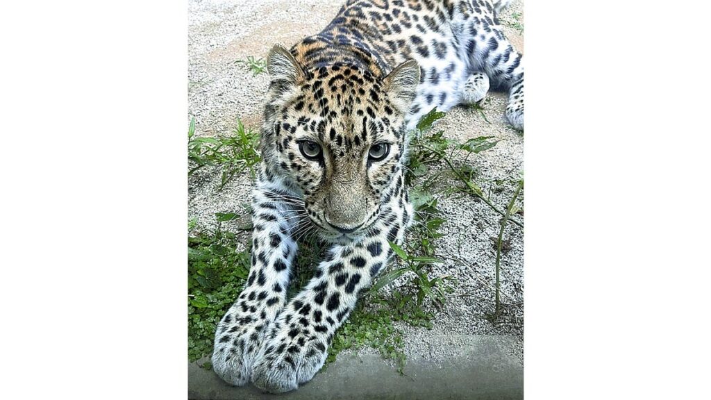 [社会] 大牟田市動物園のアムールヒョウ「ポン」、天国へ…今月末まで献花台設置