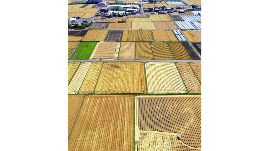 [ニュース] 「麦秋」波打つ黄金色、収穫前の麦畑色づく…福岡県大刀洗町で大型コンバインが次々刈り取り