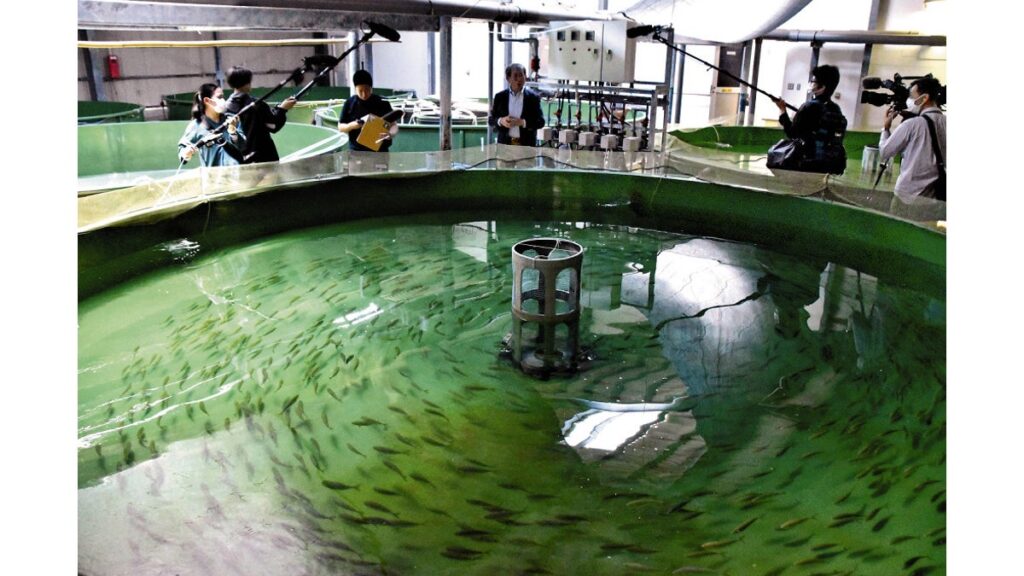 [ニュース] 炭坑で栄えた長崎市の離島・高島、完全養殖ブリの一大拠点に…長崎大中心に産官学連携し輸出目指す