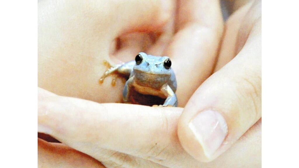 [ニュース] 水色のニホンアマガエル、福岡県篠栗町で見つかる…生後１～２年「天敵に捕まらずよく生きていた」