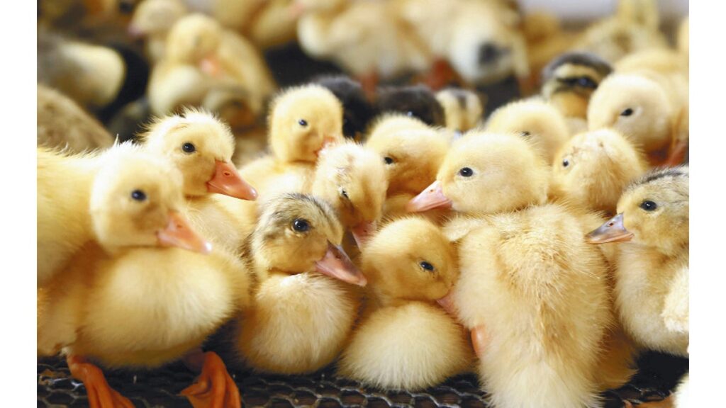 [社会] 田んぼの害虫駆除、準備万端…「アイガモ農法」ヒナが出荷最盛期