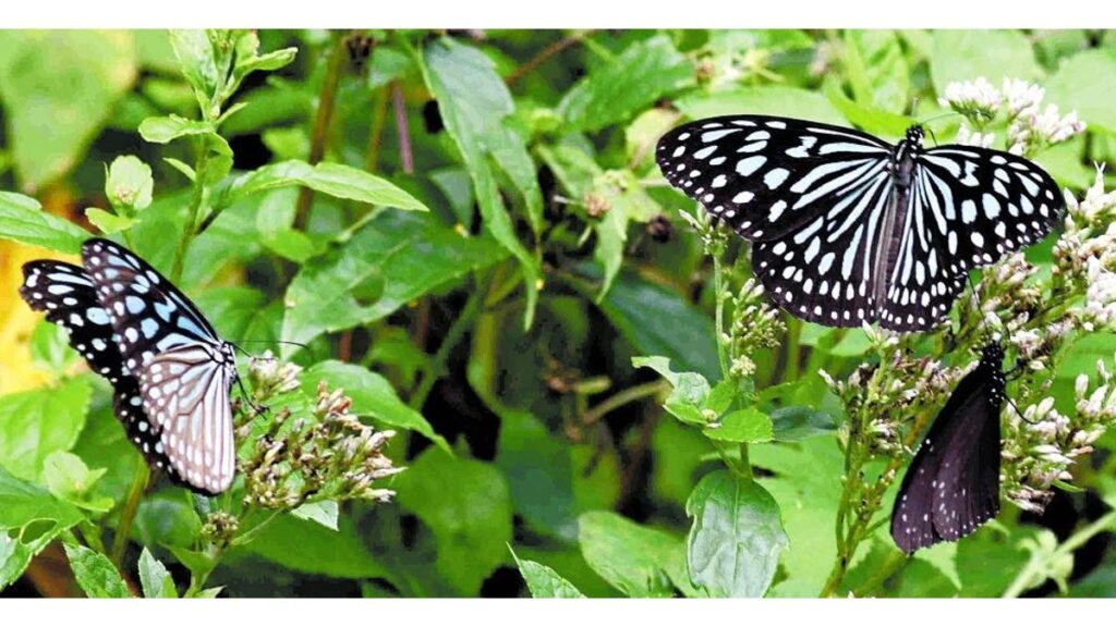 [ニュース] 「蝶に超注意！」鹿児島県・喜界島のバタフライロード…「南の島の貴婦人」の優雅な舞も
