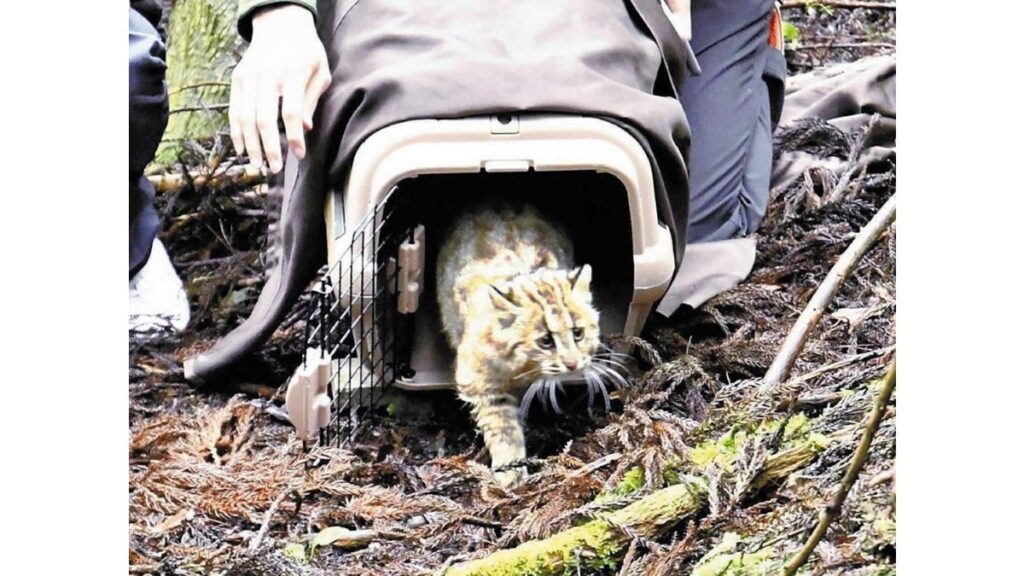 [ニュース] 山林内に放したツシマヤマネコ「ひかり」死ぬ…衰弱しているのを住民発見、口内に釣り針