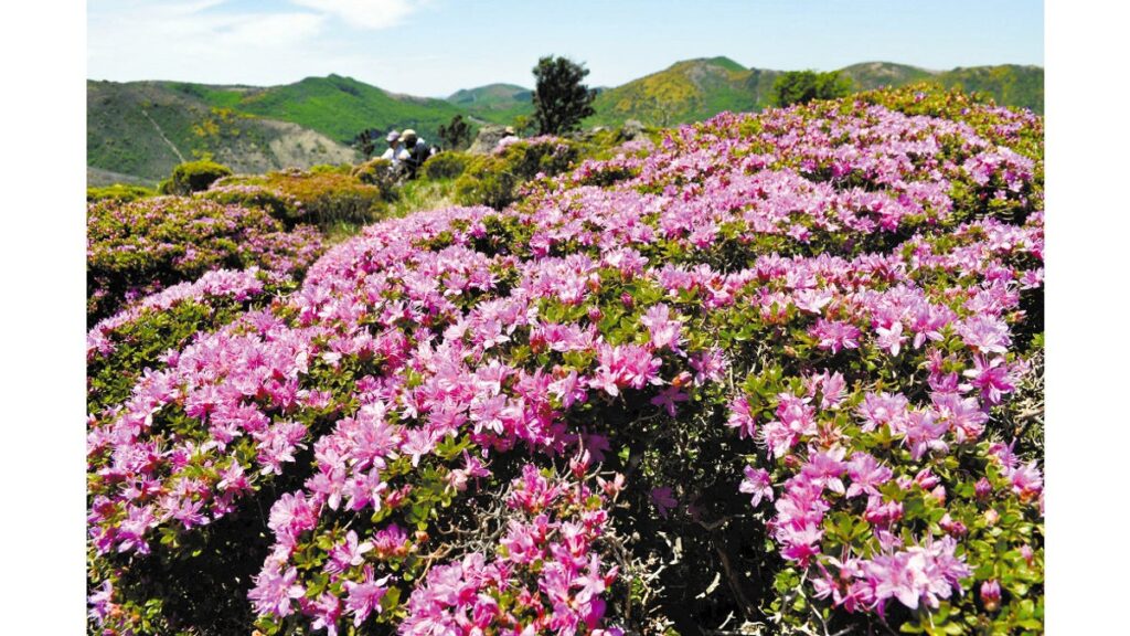 [ニュース] くじゅう連山「ミヤマキリシマ」初夏の色づき…大分県・低めの指山で咲き始める