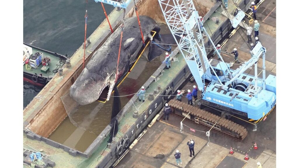 [ニュース] 迷いクジラ「淀ちゃん」処理費の増額…大阪市の課長、交渉期間中に業者と会食