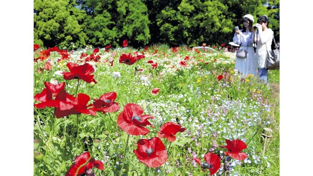 [ニュース] 春らんまん花々見頃 昭和記念公園