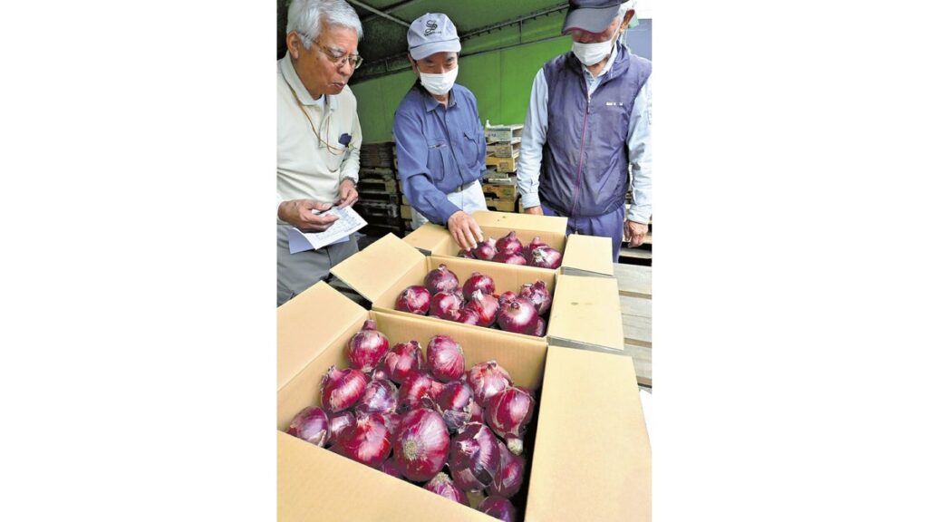 [ニュース] 赤タマネギつや鮮やか 大磯で出荷準備