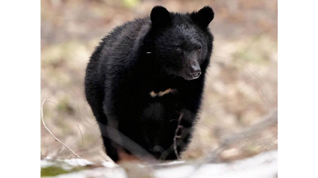 [ニュース] ツキノワグマ目撃・足跡情報、山口県で最多４４４件…エサ不足で柿など求めて人里近くに？