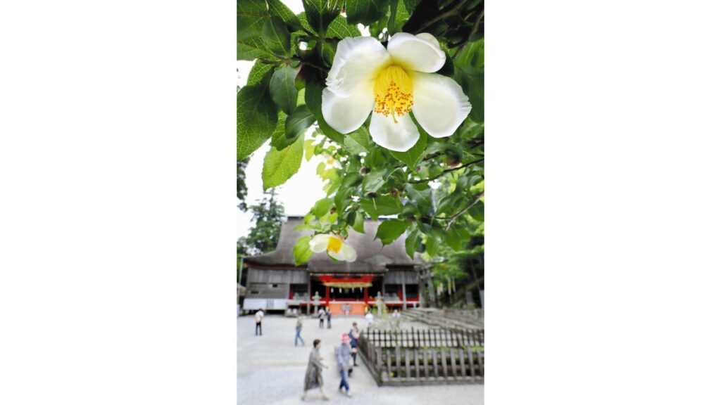 [ニュース] 英彦山神宮に「ヒコサンヒメシャラ」咲く…初夏にかれんな白い花、参拝客ら楽しませる