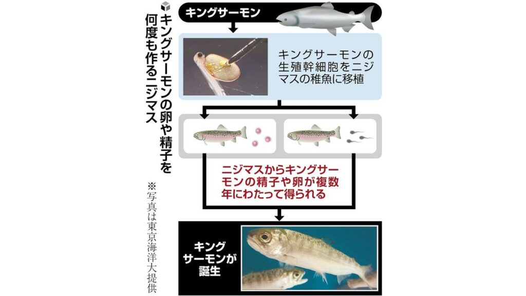 [科学・ＩＴ] キングサーモンをニジマスが産卵、代理親で養殖の効率化期待…東京海洋大の研究チーム