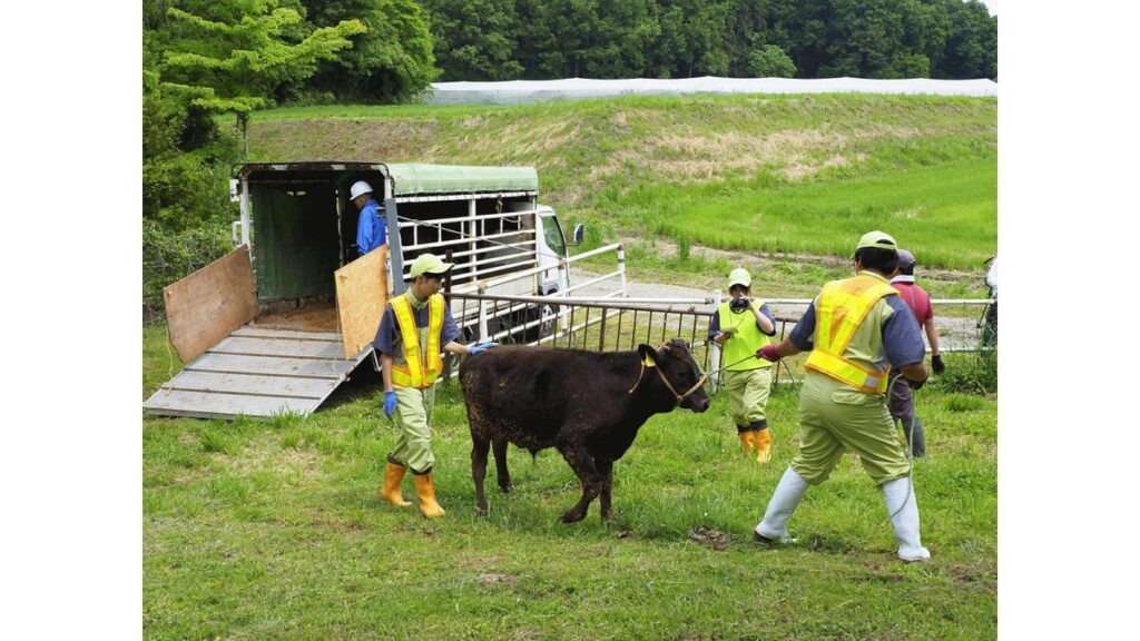 [社会] 災害備え牛も「避難訓練」、高校生が地元畜産農家と連携…実際にやってみてわかる難しさ