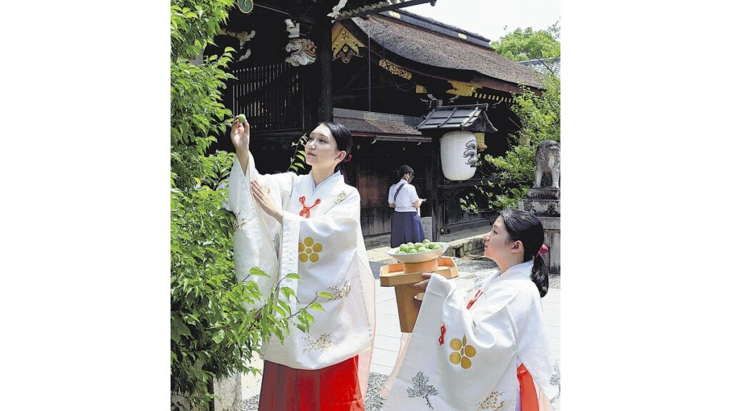 [社会] 北野天満宮、菅原道真が好んだ梅の木から実を採取…巫女が御利益願い１粒ずつ摘み取る