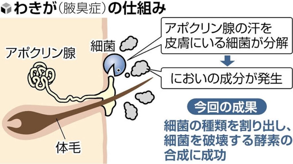 [医療・健康] 「わきが」原因の細菌特定、においの原因菌だけ破壊する酵素の合成にも成功