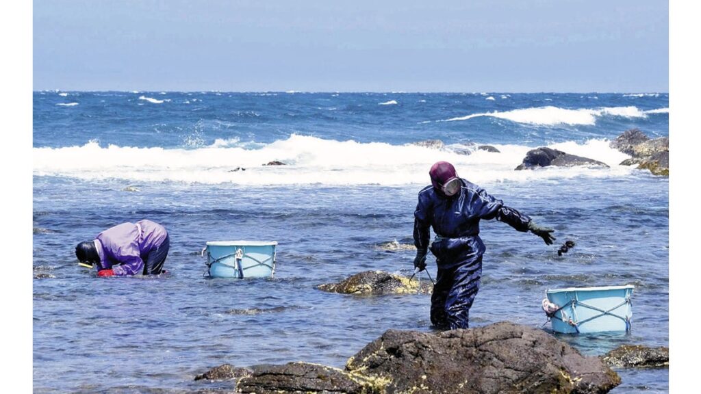 [社会] 長崎・壱岐でウニ漁最盛期…海女歴６０年の女性「数は多くないけど実入りまあまあ」