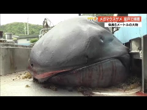 「なんやこれ」体長6メートル！室戸岬で巨大ザメ《メガマウス》を捕獲【高知】 (24/05/24 18:58)