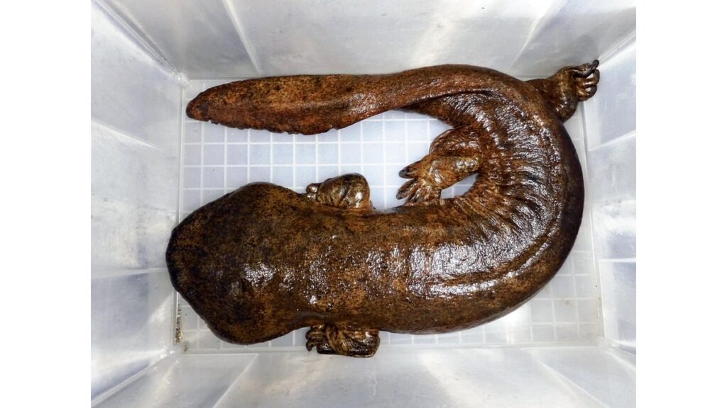 [科学・ＩＴ] 外来の「オオサンショウウオ」を特定外来生物に指定…攻撃的で繁殖場所独占、在来種に悪影響