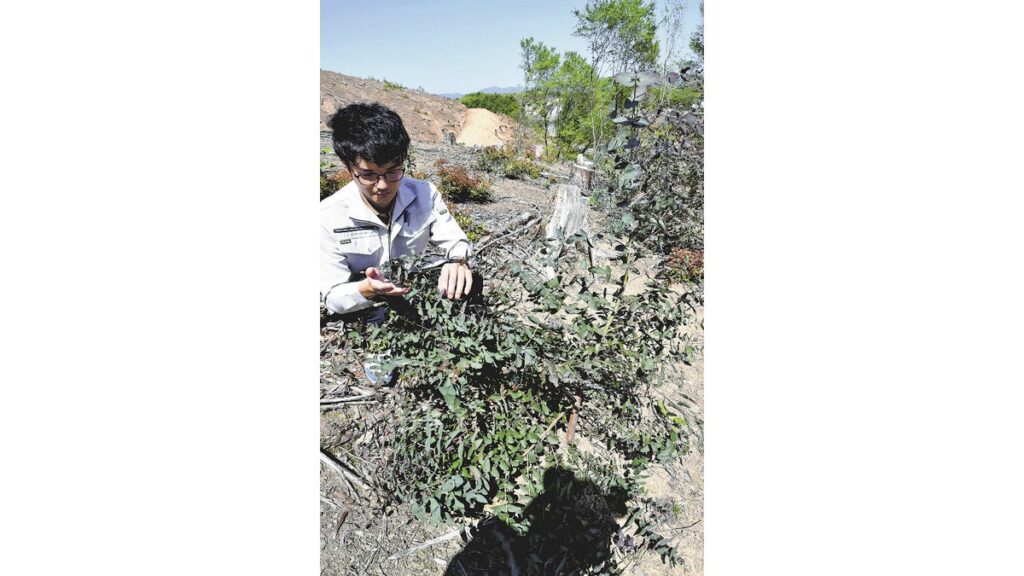 [ニュース] 日本の森に「ユーカリ」？増える放置林、植樹で森林再生目指す試み…外来種に「生態系壊れる」反発も