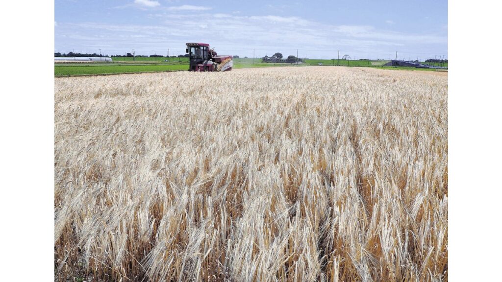 [ニュース] 黄金色の海 麦秋迎える