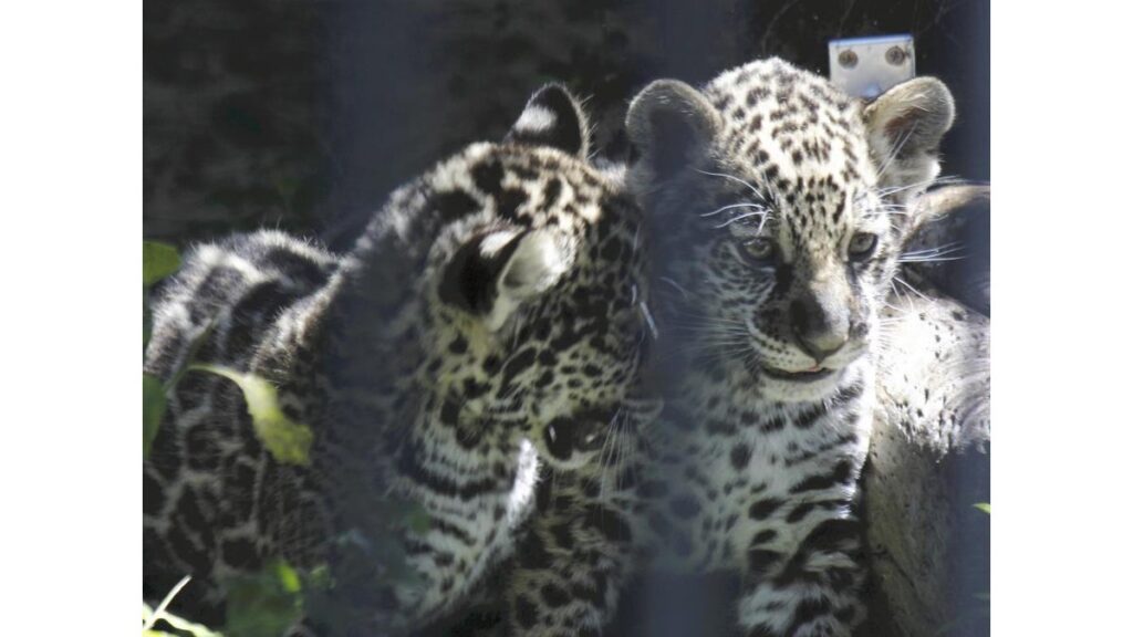 [社会] 双子のジャガー、タイヤの中でじゃれ合って遊ぶ…今しか見られない姿を高知で公開