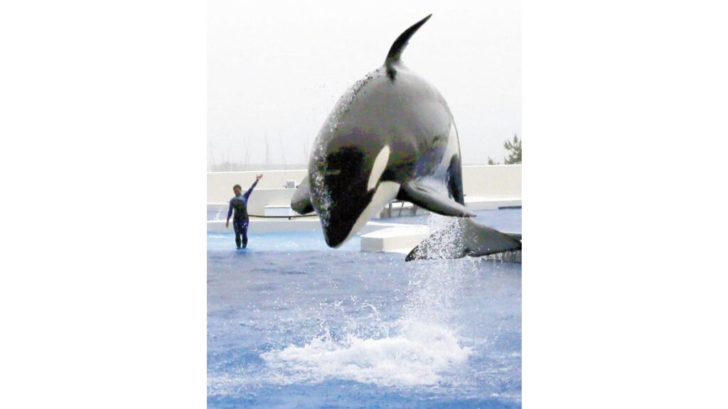 [ニュース] シャチが大迫力のジャンプ！神戸須磨シーワールドが６月１日にオープン
