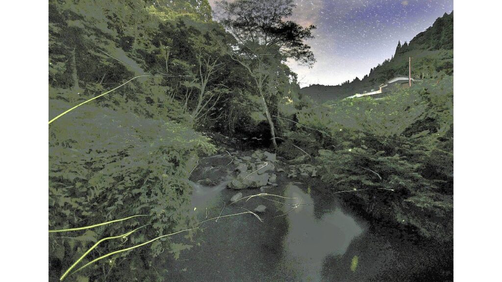 [ニュース] 「ホタル」数万匹が乱舞、小さな光のショー…福岡県うきは市の小塩川流域１０キロにわたり
