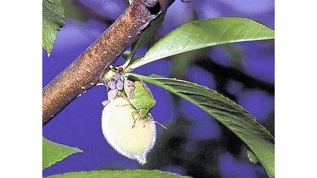 [ニュース] 「果樹カメムシ類」大発生で注意報…早めの袋取り付けやハウス入り口へのネットを