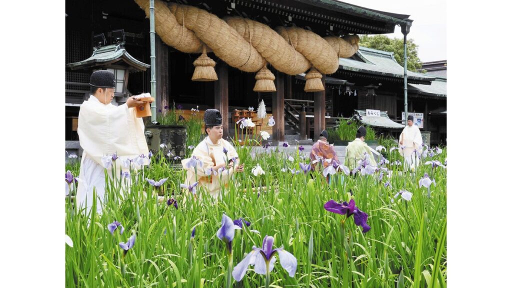 [ニュース] 宮地嶽神社でハナショウブの初刈り神事…神職が刈り取り、花を手にした巫女が舞を奉納