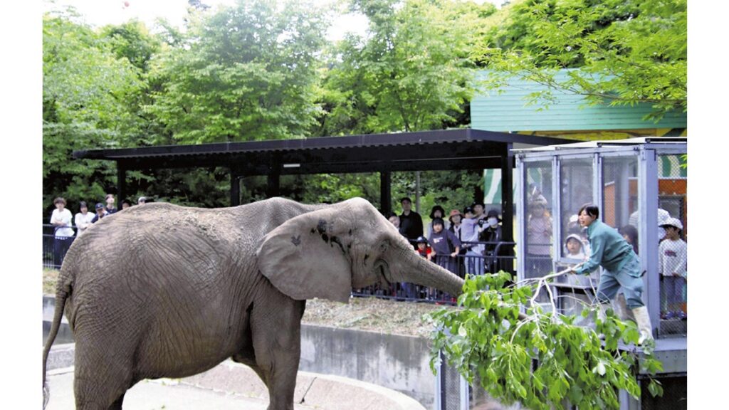 [社会] 物価高が動物園の経営直撃、園内にあるサクラの木の枝を切りゾウの食事に…飼料費は年間３千万円