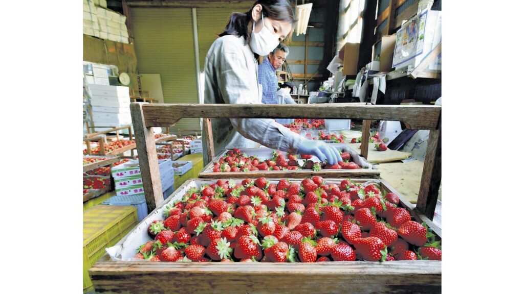[ニュース] 真っ赤なイチゴ 豊浦町で収穫・出荷のピーク迎える