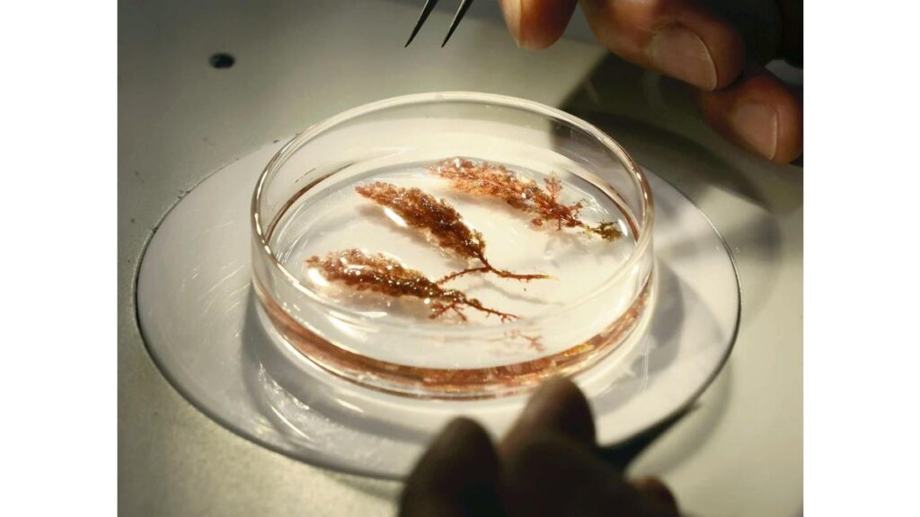 [科学・ＩＴ] 海藻「カギケノリ」飼料、牛の「げっぷ」から温室効果ガスのメタン９割減…「世界救う日が来るかも」